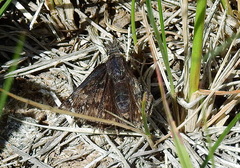 Erynnis afranius