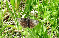 Erynnis afranius