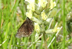 Erynnis afranius