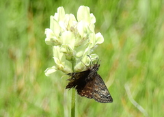 Erynnis afranius