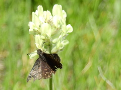 Erynnis afranius