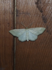 Idaea rufaria