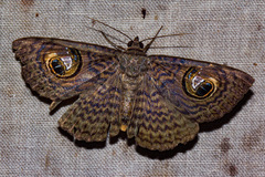 Calliodes pretiosissima