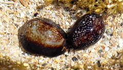 Monetaria caputophidii