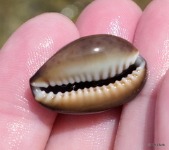 Monetaria caputophidii