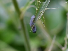 Phymatocera aterrima