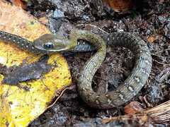 Dendrophidion clarkii