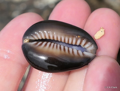 Monetaria caputophidii