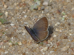 Zizeeria knysna