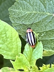 Disonycha pensylvanica