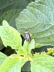 Disonycha pensylvanica