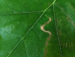 Stigmella quercipulchella
