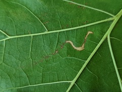 Stigmella quercipulchella