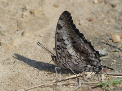 Charaxes achaemenes