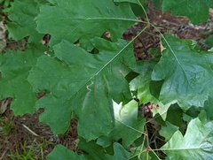 Stigmella quercipulchella