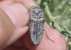 Gyascutus allenrolfeae