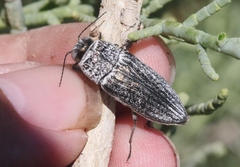 Gyascutus allenrolfeae