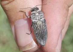 Gyascutus allenrolfeae