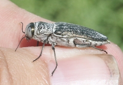 Gyascutus allenrolfeae