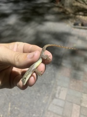 Hemidactylus garnotii