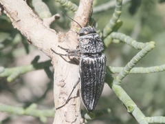 Gyascutus allenrolfeae