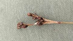 Juncus squarrosus