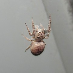 Metaphidippus albopilosus