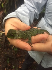 Enyalioides