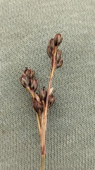 Juncus squarrosus