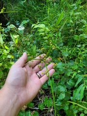 Cyperus pseudovegetus