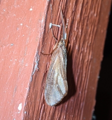 Ptilostomis ocellifera