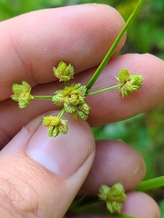 Cyperus pseudovegetus
