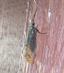 Ptilostomis ocellifera