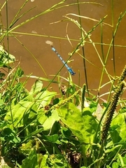 Erythromma lindenii