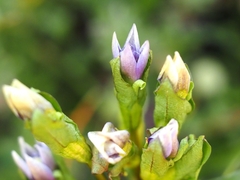 Gentianella campestris campestris