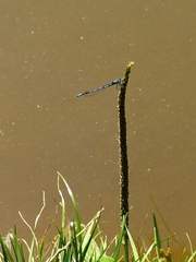 Erythromma lindenii