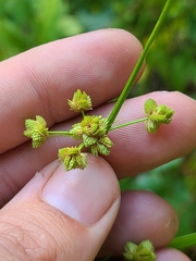 Cyperus pseudovegetus