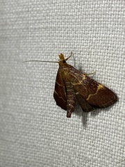 Hypsopygia rubidalis