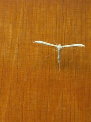 Hellinsia osteodactylus