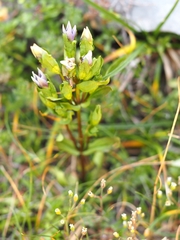 Gentianella campestris campestris