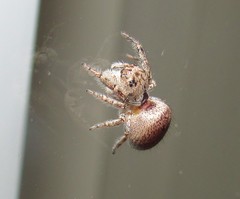 Metaphidippus albopilosus