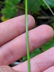 Cyperus pseudovegetus