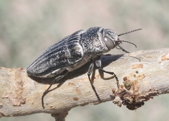 Gyascutus allenrolfeae