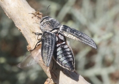 Gyascutus allenrolfeae