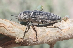 Gyascutus allenrolfeae