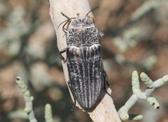 Gyascutus allenrolfeae