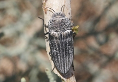 Gyascutus allenrolfeae