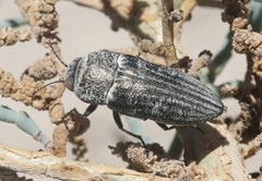 Gyascutus allenrolfeae