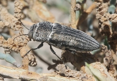 Gyascutus allenrolfeae