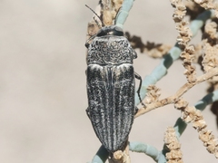 Gyascutus allenrolfeae